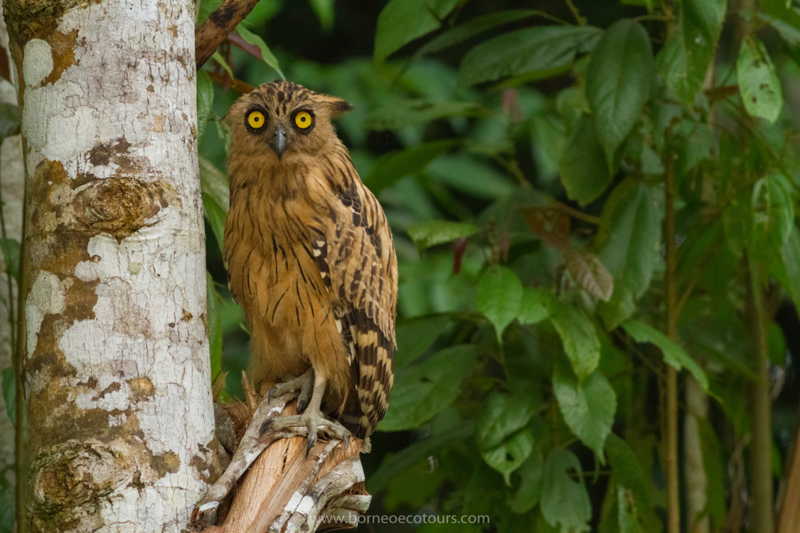 Borneo Birding