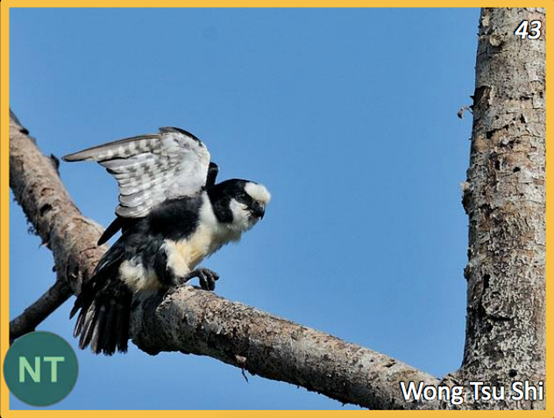 6. WHITE-FRONTED FALCONET (Microhierax latifrons)