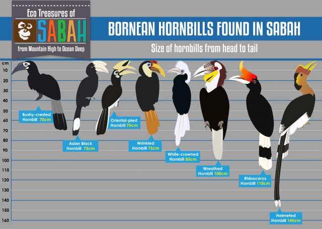 Bornean Hornbills Found in Sabah