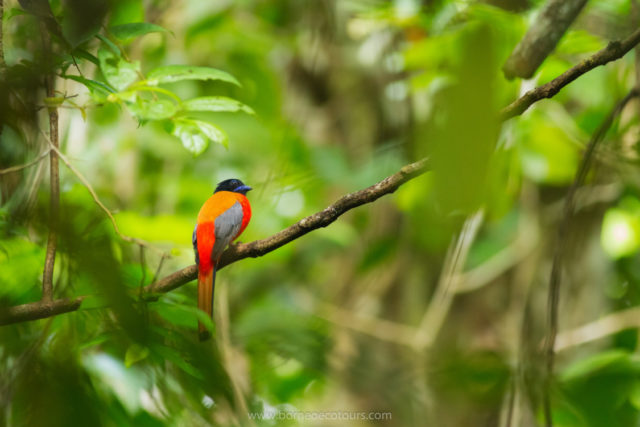 Sabah, Borneo: A Birdwatcher’s Tropical Paradise