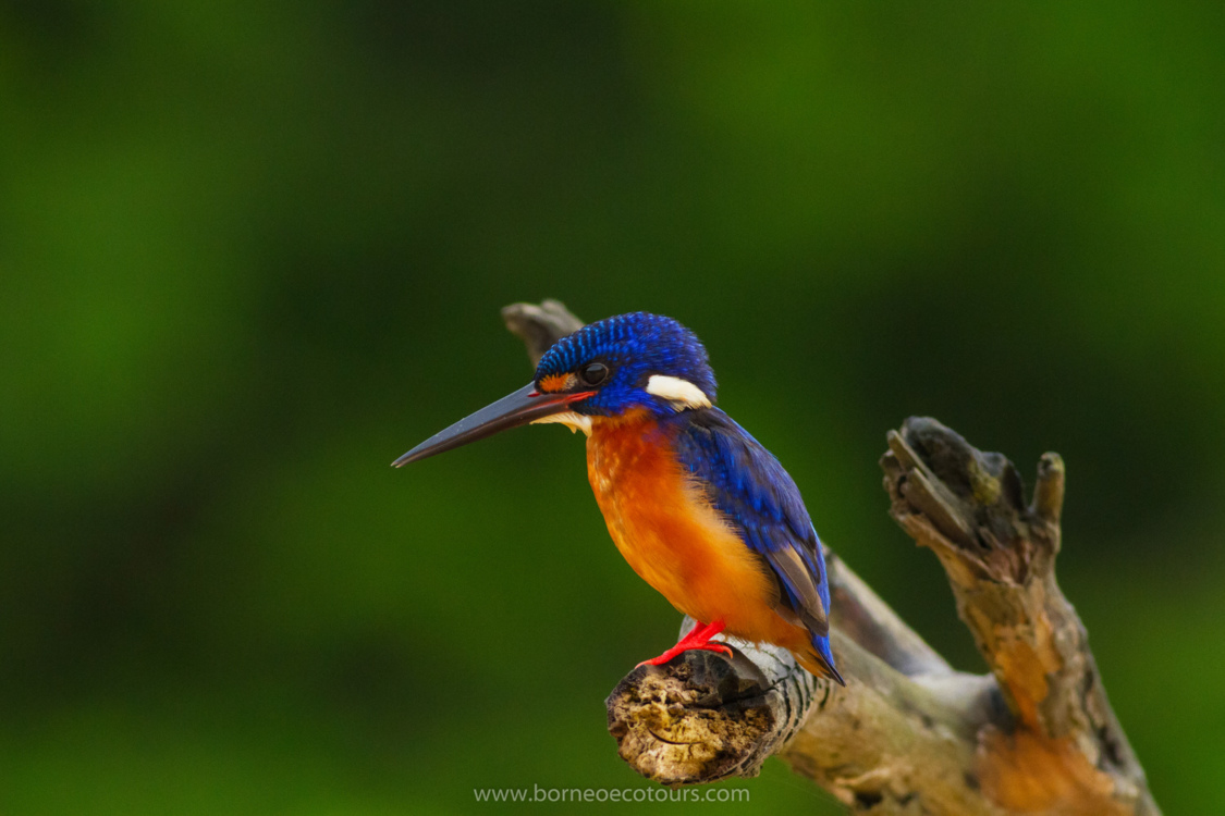 Borneo Birding