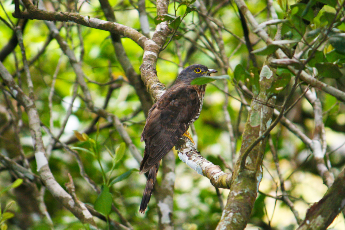 Kinabalu-Park_Birdwatching