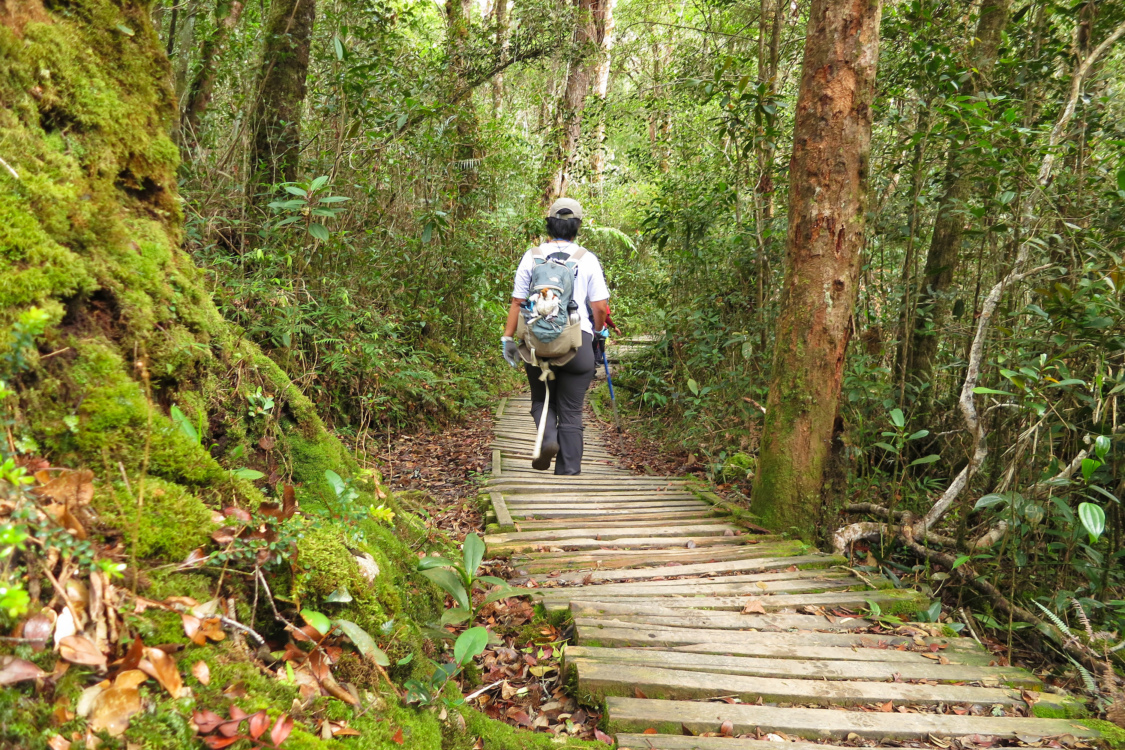 Kinabalu-Park_Jungle-Trekking