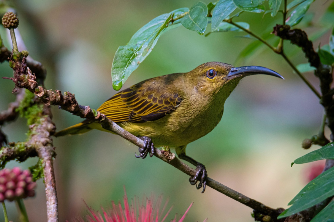 Birding in Sabah