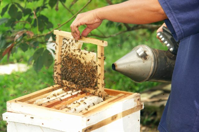Gombizau Honey Bee Farm | Sabah, Malaysian Borneo