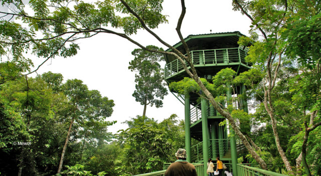 Rainforest Discovery Centre (RDC)